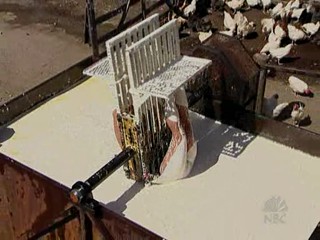 Fear Factor. 2 Brunettes submerged in Lard