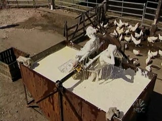 Fear Factor. 2 Brunettes submerged in Lard