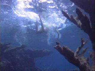 Survival Island Trailer