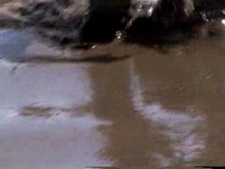 Mud Volleyball & Wrestling