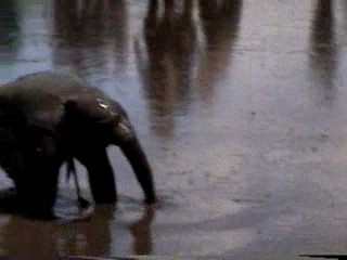 Mud Volleyball & Wrestling