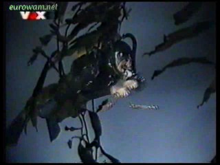 The Perils of Pauline