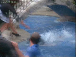 Cheerleaders Beachparty