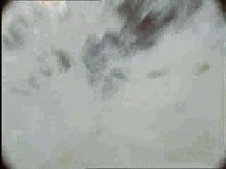 Legion of Fire: Killer Ants!