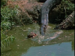 Appointment in Honduras