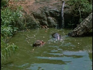 Appointment in Honduras