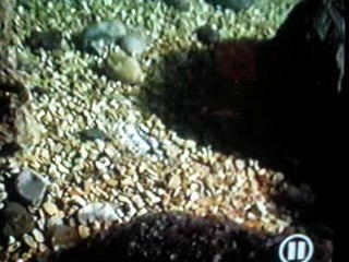 Treasure of the Templar