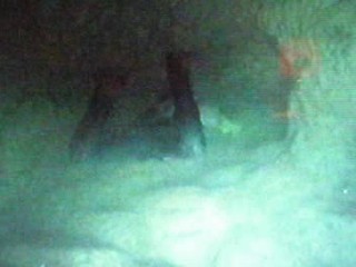 Treasure of the Templar