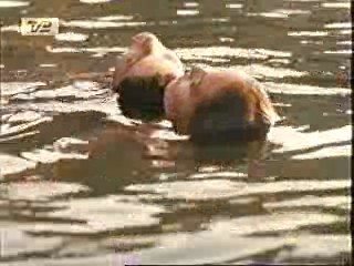 Mud Honey, Lake Consequence, There Goes the Neighborhood