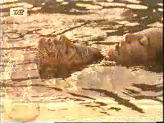 Mud Honey, Lake Consequence, There Goes the Neighborhood