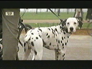 101 dalmatians