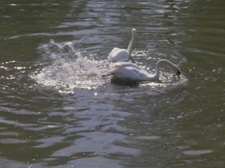 Remington Steele -  Dreams of Steele 1