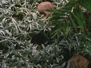 Remington Steele -  My Fair Steele