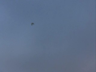 Remington Steele-  Maltese Steel