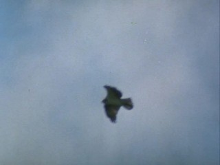 Remington Steele-  Maltese Steel