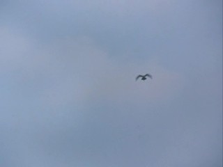 Remington Steele-  Maltese Steel