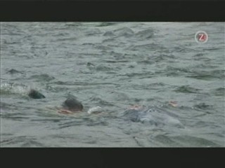 Me, Myself and Irene