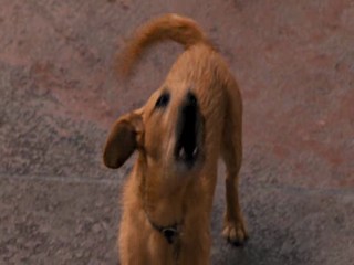 Ace Ventura  Pet Detective Jr.