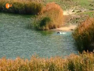 Ein Fisch namens Liebe