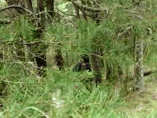 Power Rangers - Dino Thunder