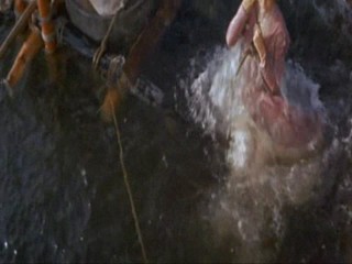 The Swiss Family Robinson