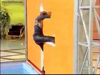 Distraction - pool dunking game