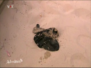 Auf und davon Mein Auslandstagebuch