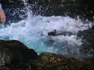 Hamburger... The Motion Picture