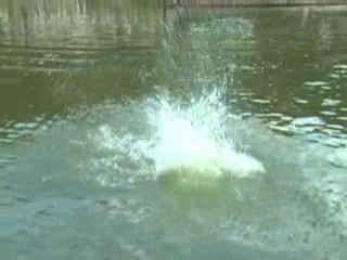 Dirndlflugtag Pentling 2008