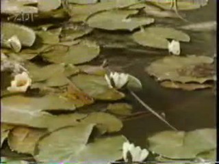 Hochzeit auf Immenhof (1958)