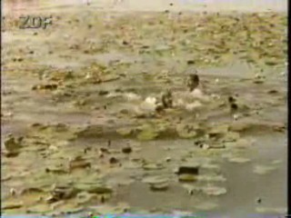 Hochzeit auf Immenhof (1958)