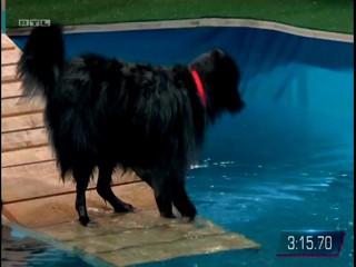 Top Dog Germany - 13.08.2021