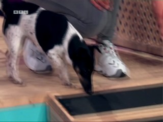 Top Dog Germany 2022