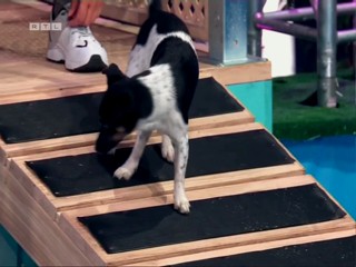 Top Dog Germany 2022