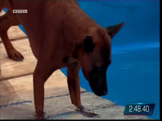 Top Dog Germany 08.07.2022 