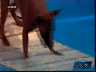 Top Dog Germany 08.07.2022 