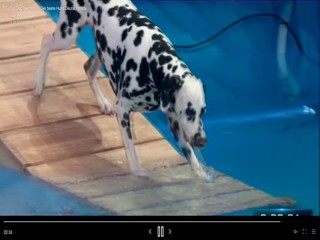 Top Dog Germany 08.07.2022