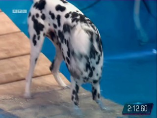Top Dog Germany 08.07.2022