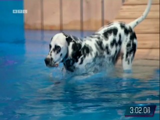 Top Dog Germany 08.07.2022
