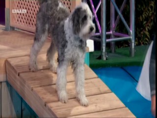 Top Dog Germany 08.07.2022