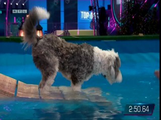 Top Dog Germany 08.07.2022