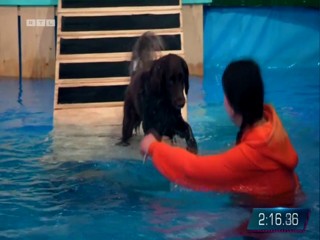 Top Dog Germany 16.07.2022