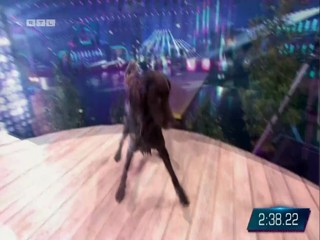 Top Dog Germany 16.07.2022