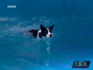 Top Dog Germany 16.07.2022