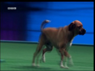 Top Dog Germany VIP 29.07.2022