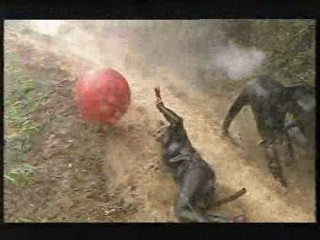 I'm a Celebrity - Hell Hill 2