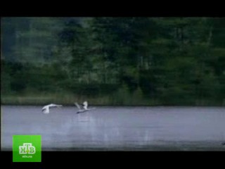 Serial   Swan Paradise 