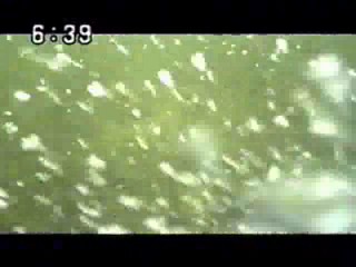 Japanese variety show