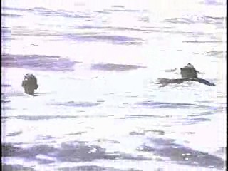 U.S. Sitcom,  Baywatch