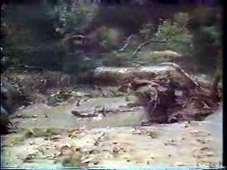 Lucy Rap,  Beethoven's 2nd